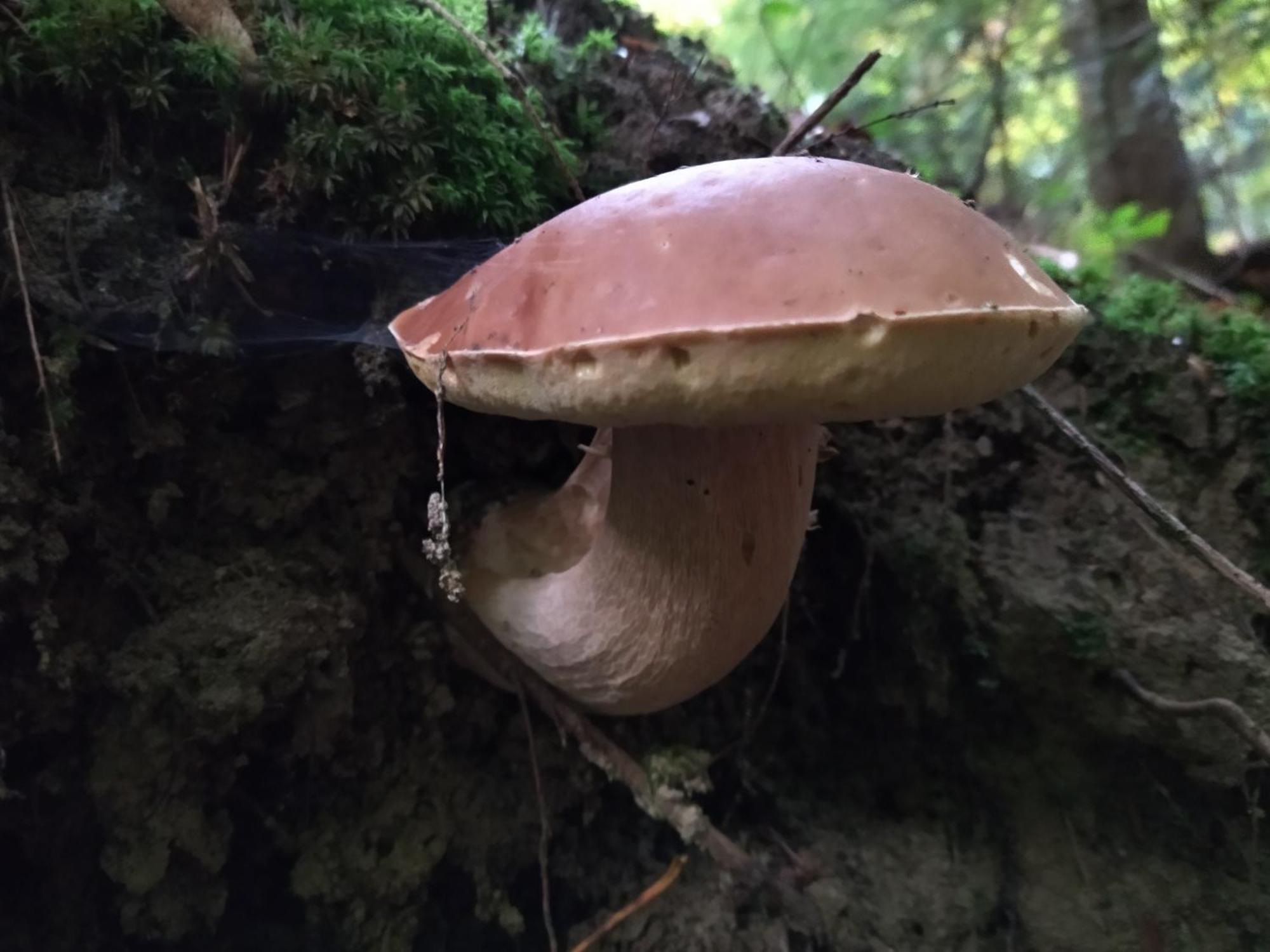 Orlik - Pokoje Goscinne Uscie Gorlickie Extérieur photo